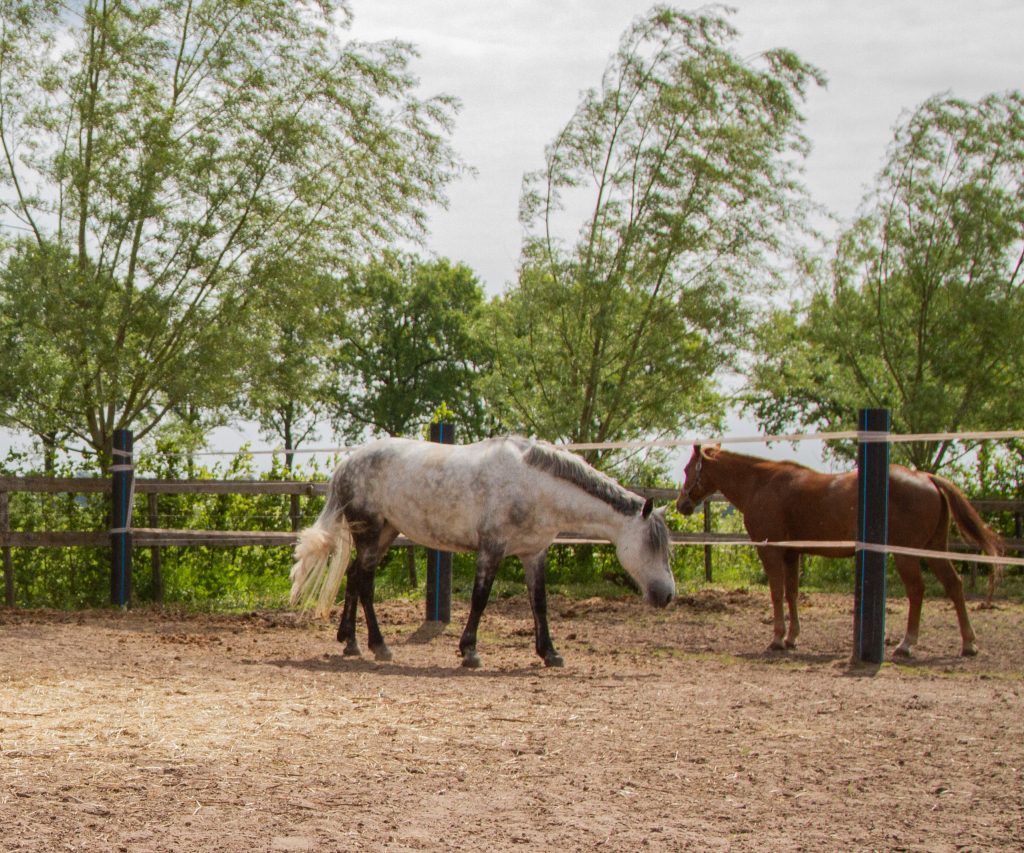 Foto Paarden