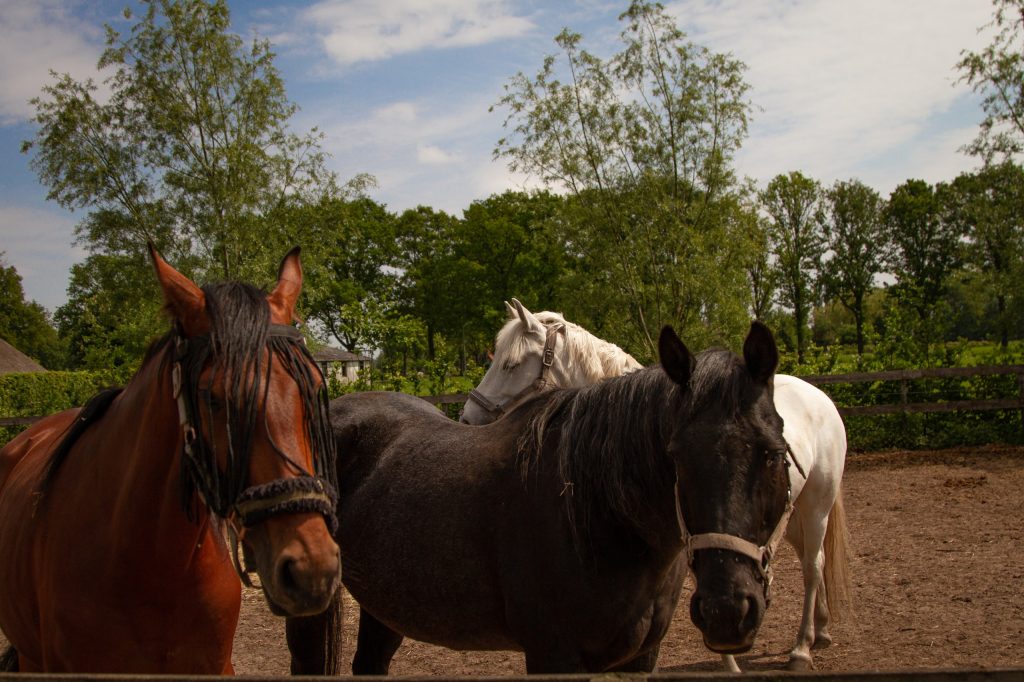 Paarden