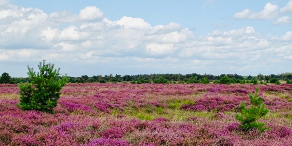 De heihorsten